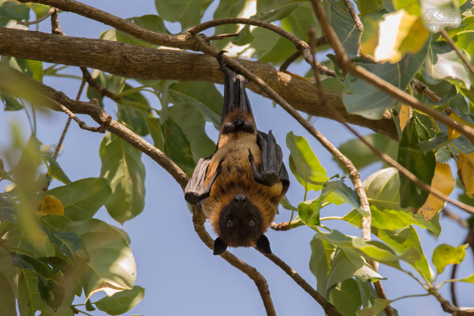 Kabini - Indian flying fox The Indian flying fox (Pteropus giganteus) is nocturnal and feeds mainly on fruits and nectar from flowers. During the day they all hang down on the branches of some trees. Stefan Cruysberghs